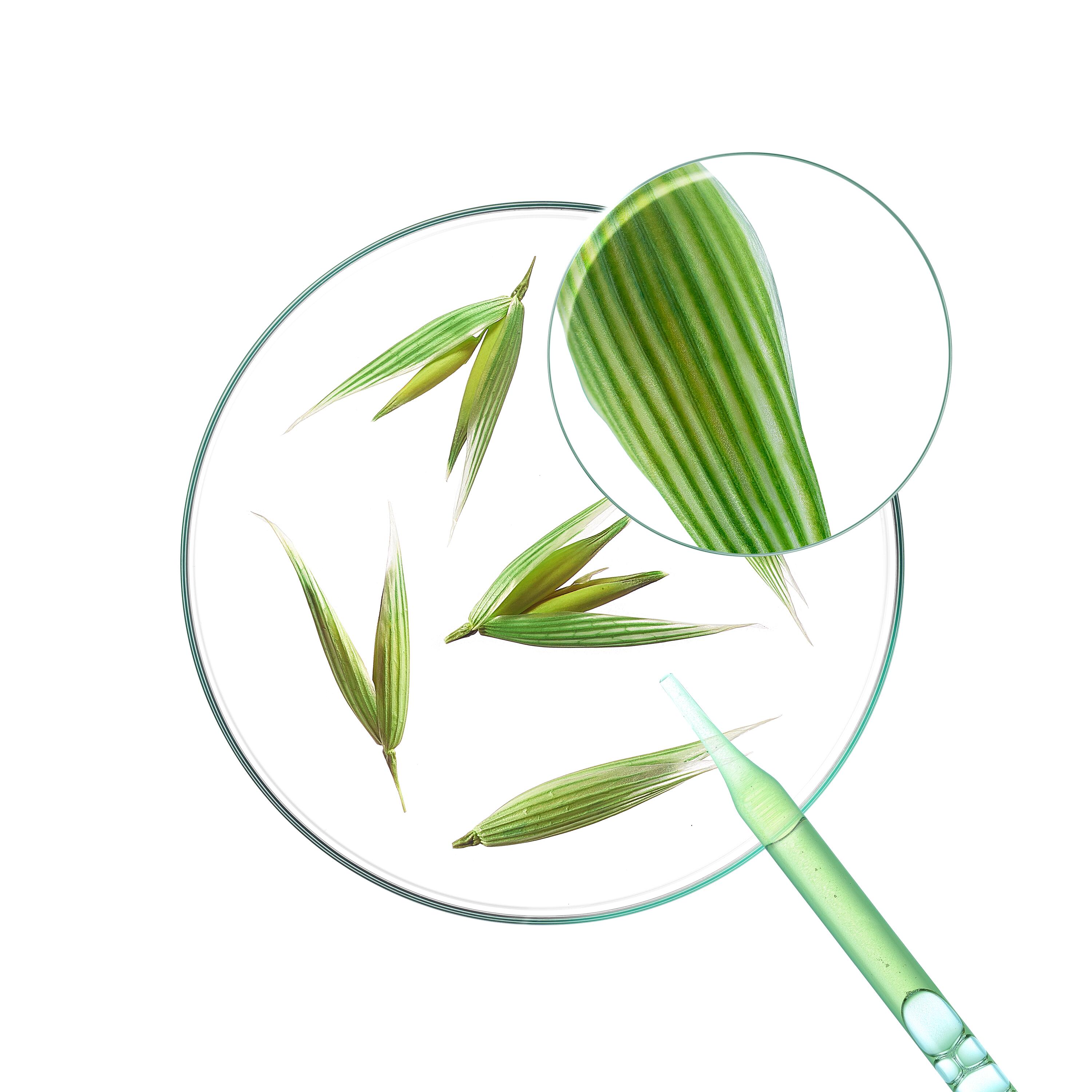 Avoine médicinale plante